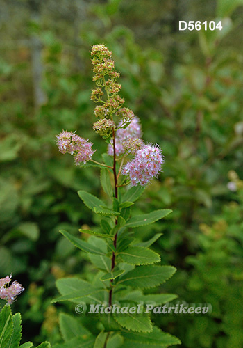 Narrowleaf Meadowsweet (Spiraea alba)